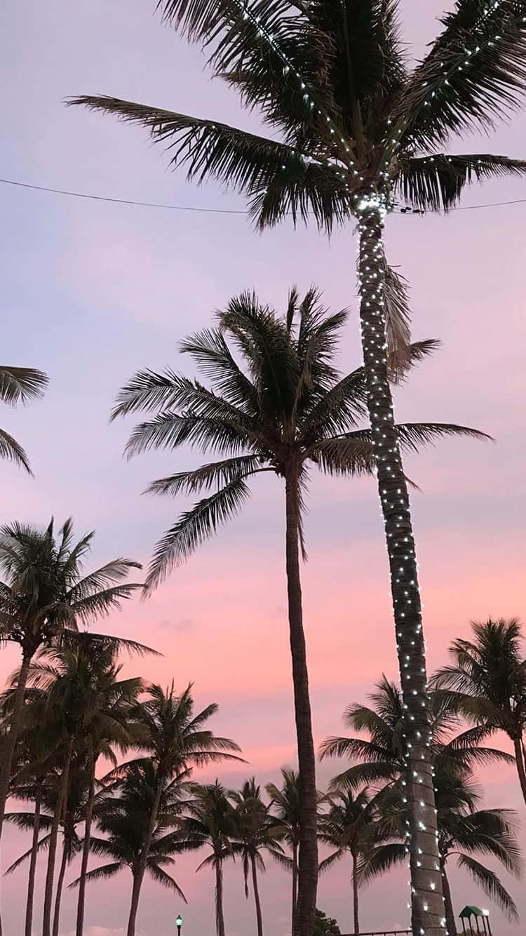 palm trees lit up at sunset on the beach Wallpaper