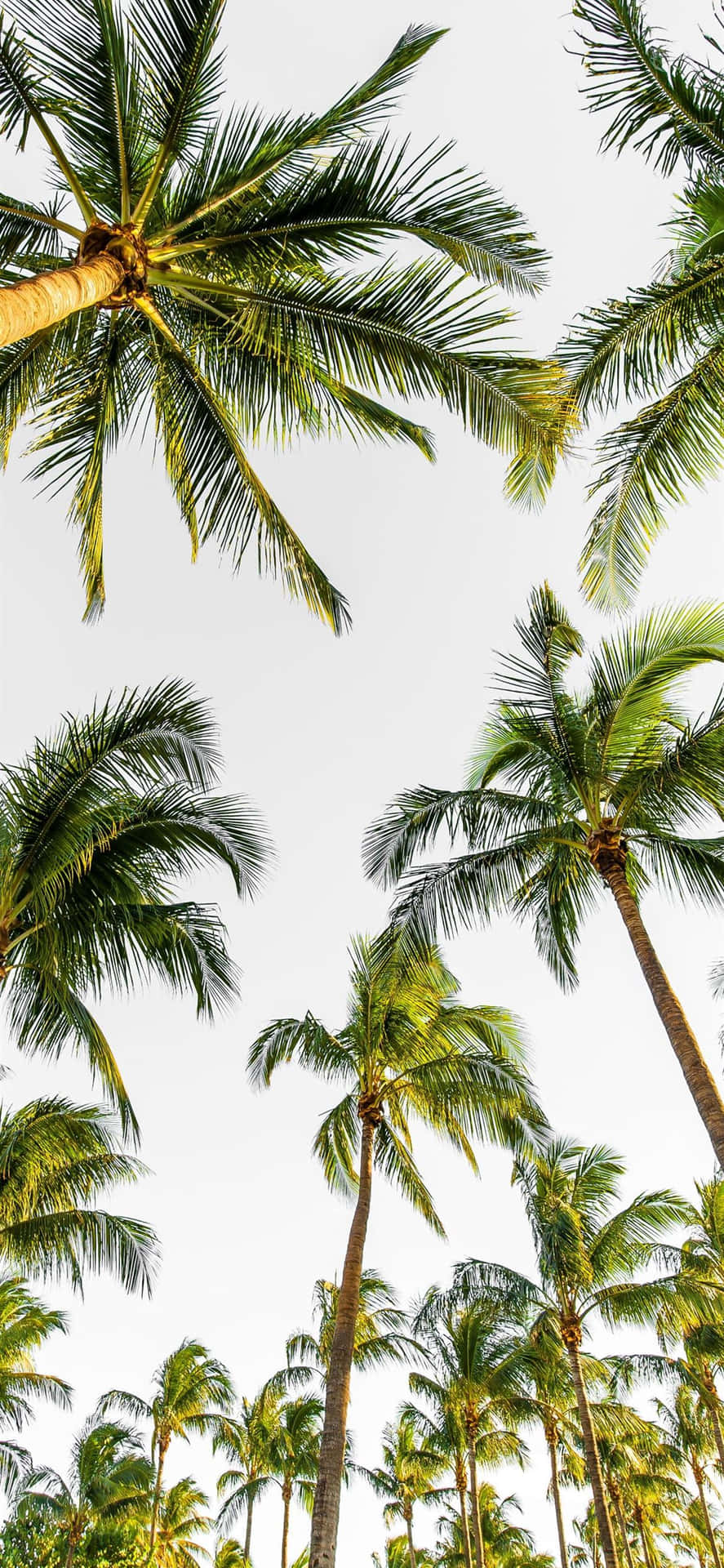 Nyd en tropisk stemning med dette Palm Tree Iphone tapet. Wallpaper