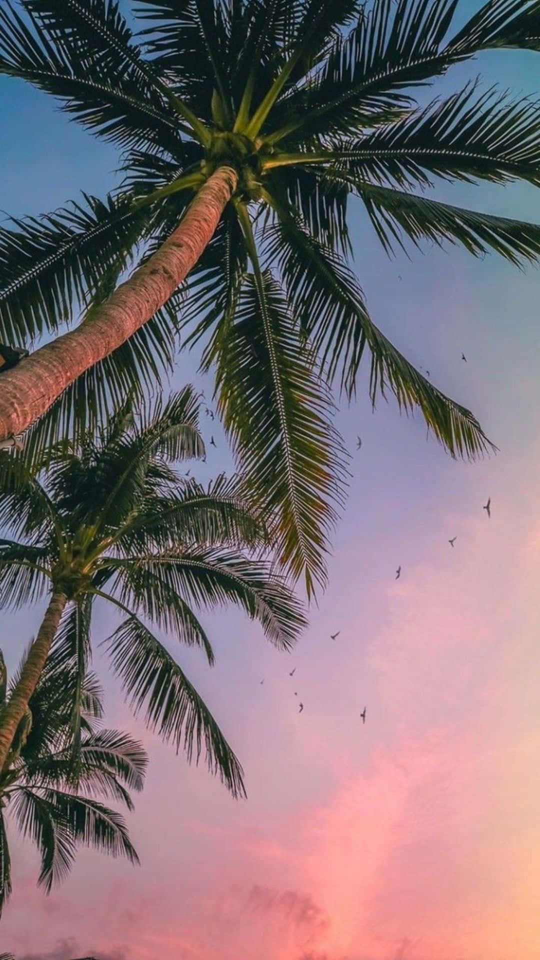 Slap af ved Palm træerne med din iPhone. Wallpaper
