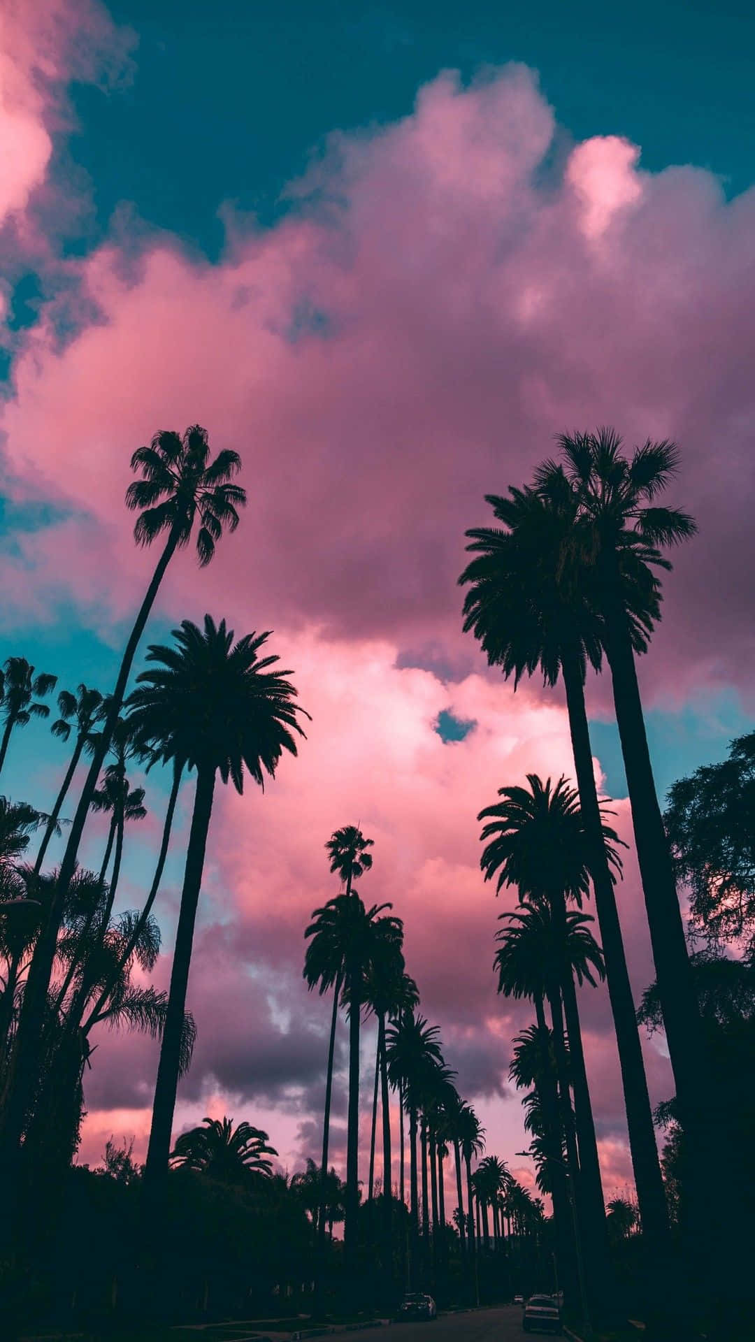 Billede et palmetræ kontrasterende mod det kølige blå himmel i et Iphone-billede Wallpaper
