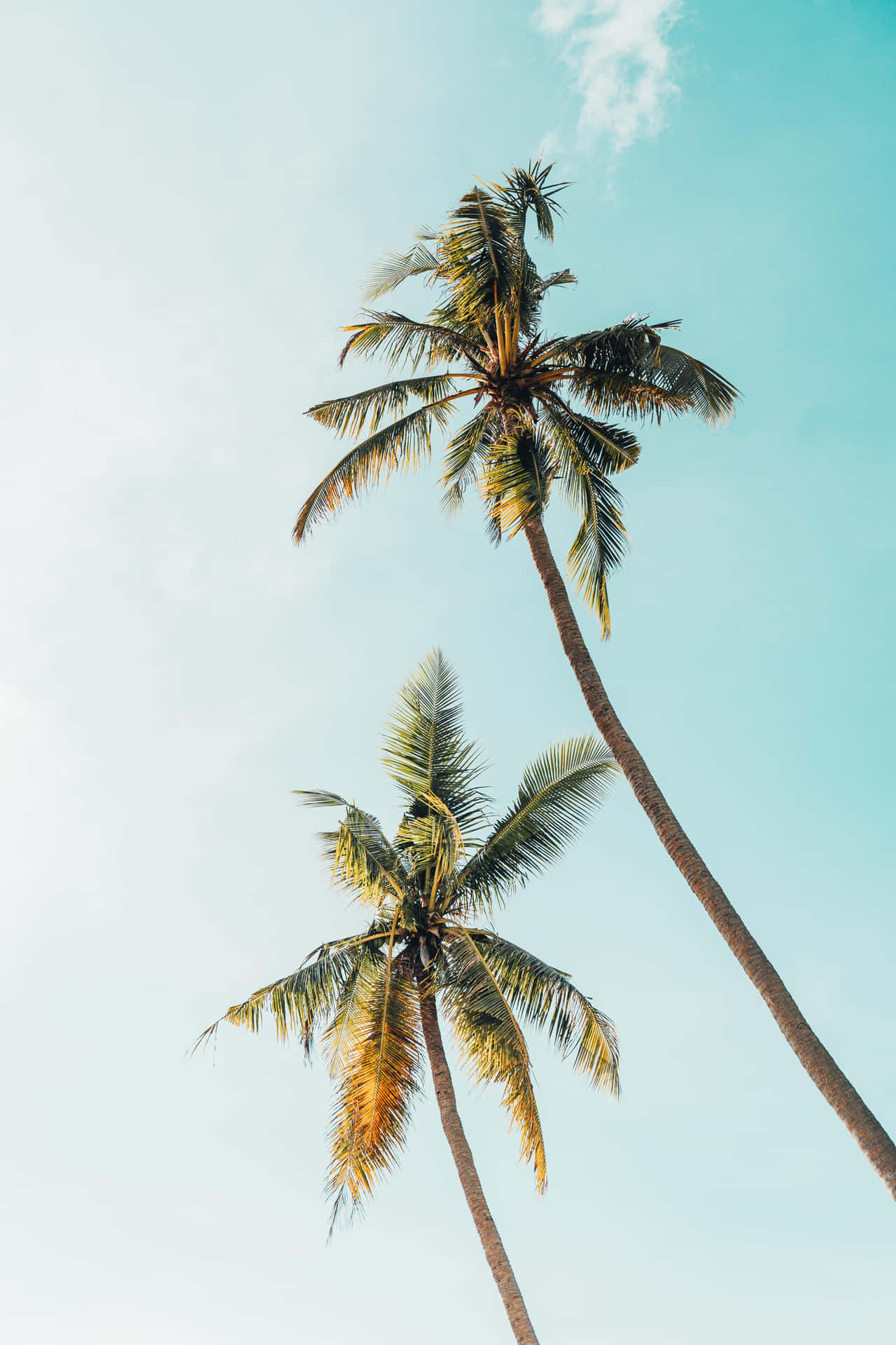 En palme skygget mod en smuk solopgang i paradis. Wallpaper