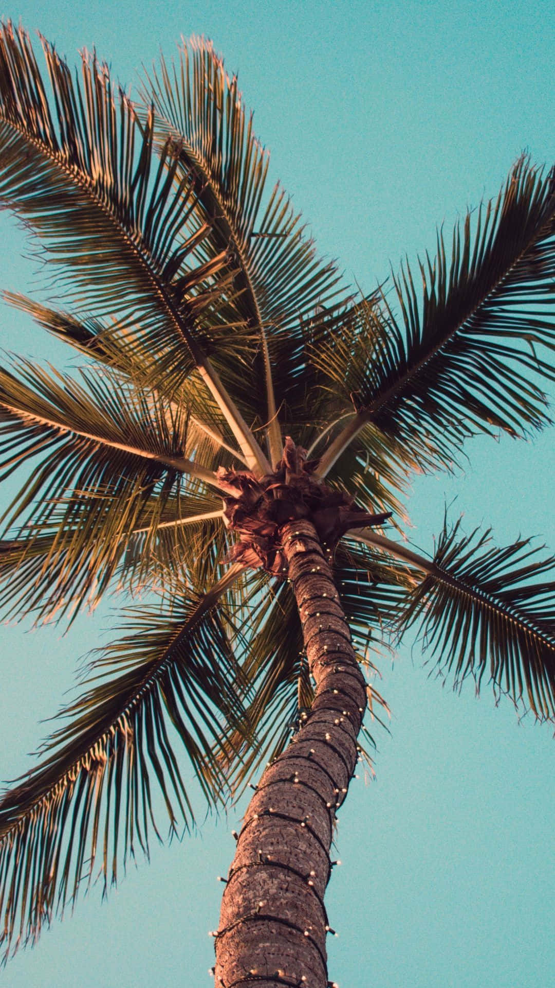 Discover Paradise On Your iPhone With These Palm Tree Wallpapers Wallpaper