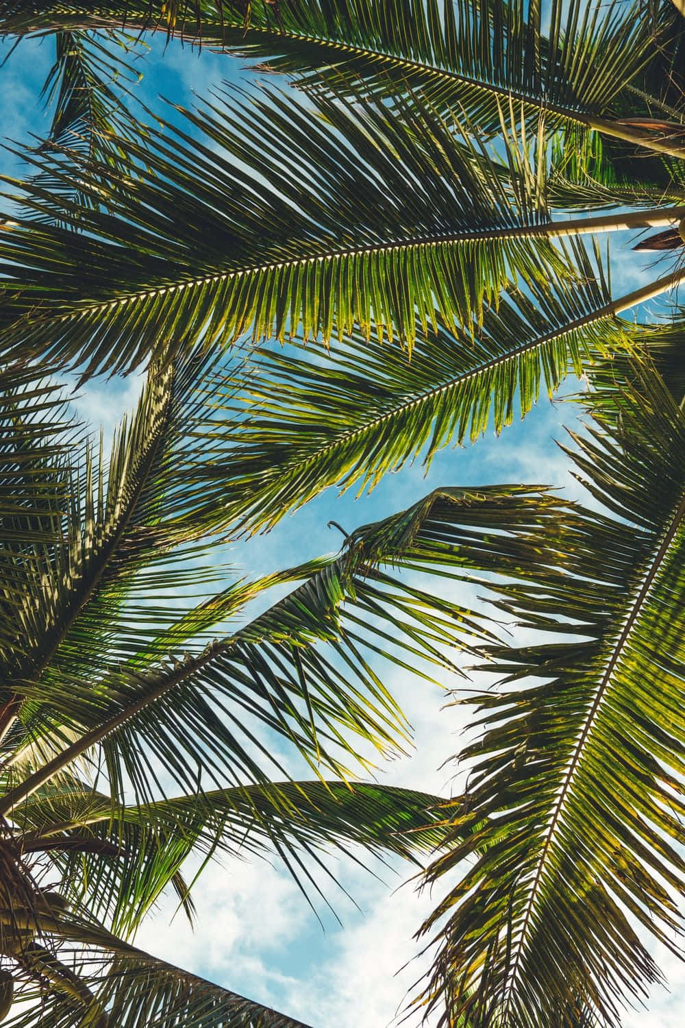 "Feel the Relaxing Summer Vibes with a Palm Tree iPhone Wallpaper" Wallpaper