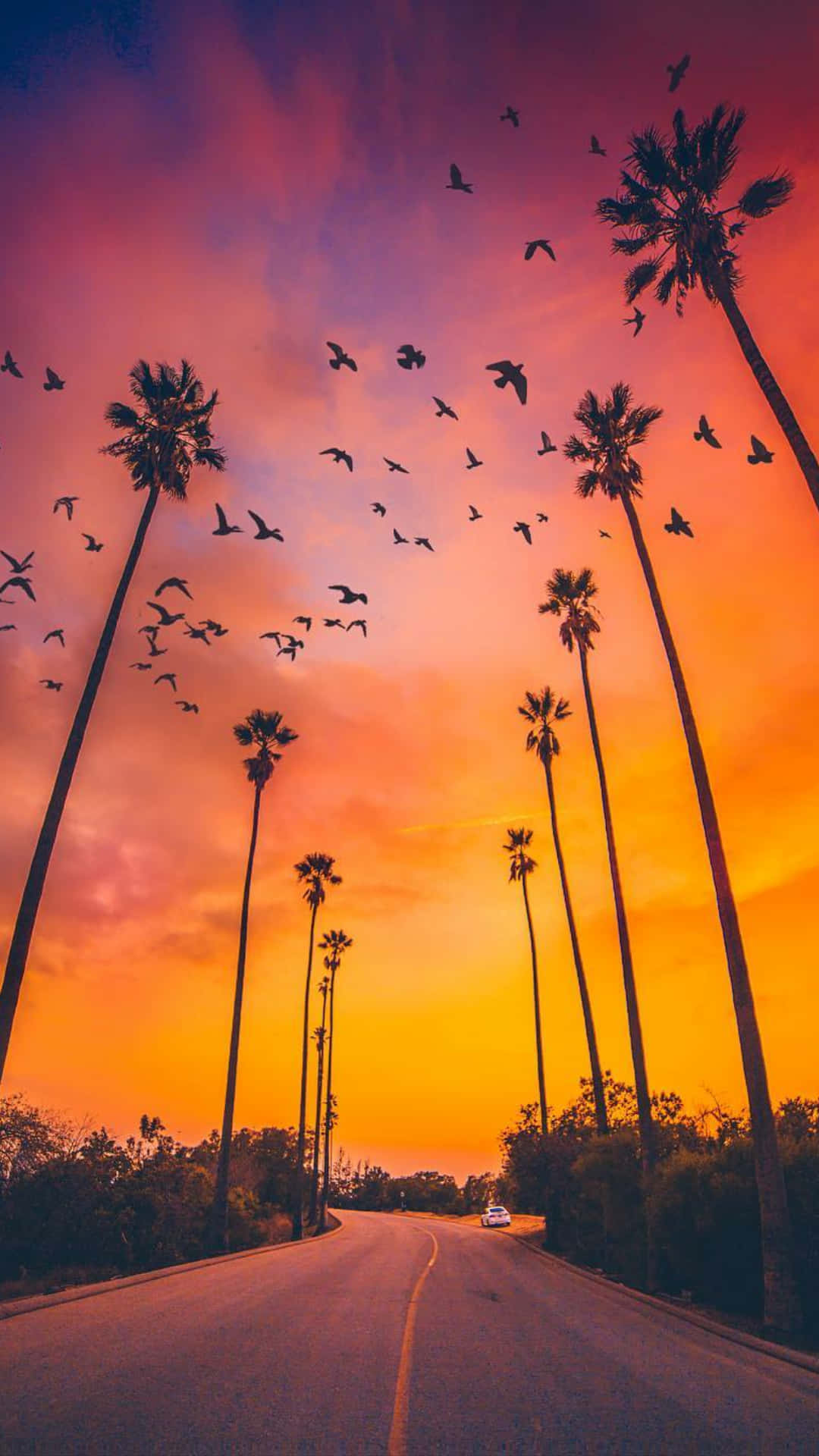 Fugle på solnedgang og palme træ iPhone tapet Wallpaper