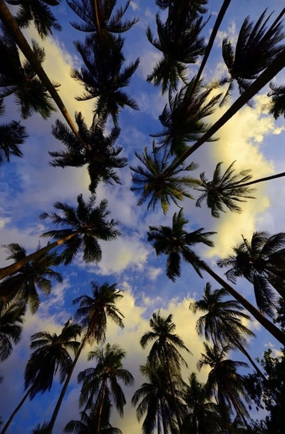 Low Angle Shot Palm Tree Iphone Wallpaper