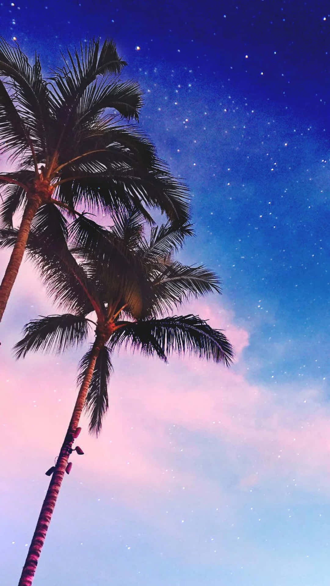 Night Sky With Palm Tree Iphone Wallpaper