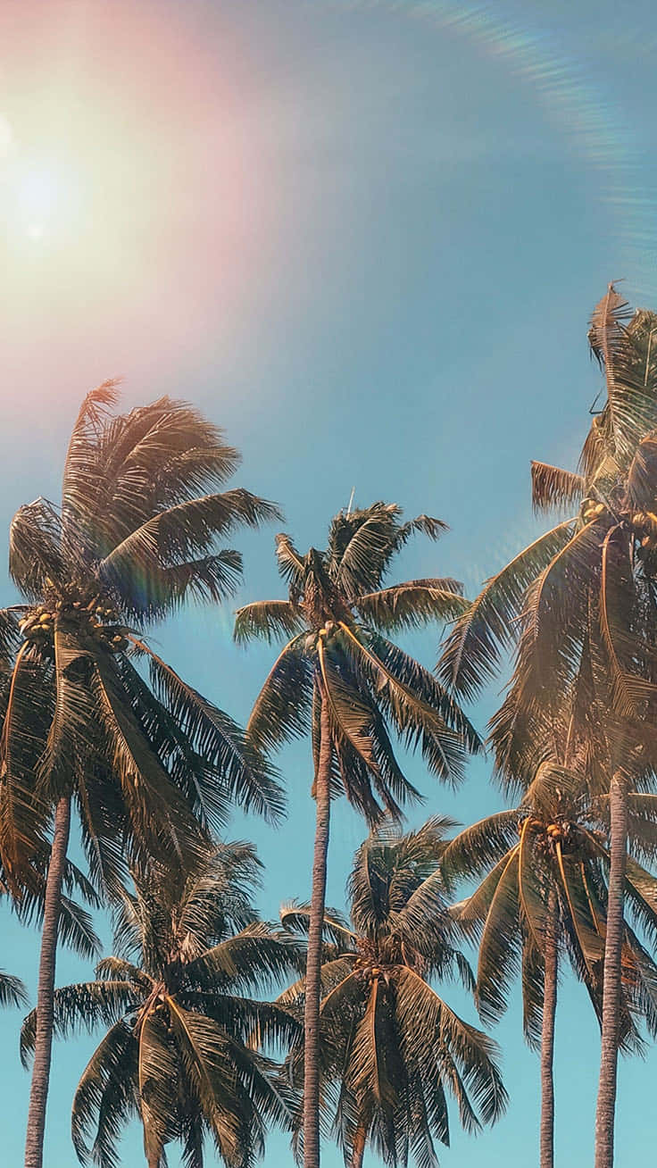 Nyd en fredelig strand stemning med en solnedgang palme iPhone tapet. Wallpaper