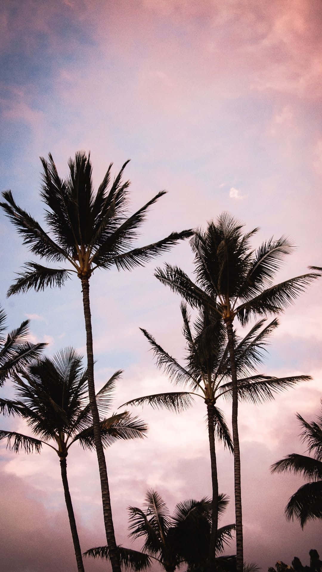 Palmetræer i himlen malet med en lavendelhue Wallpaper