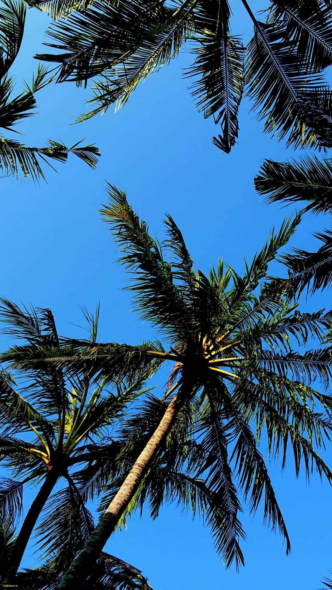A beautiful palm tree under a sunny sky Wallpaper