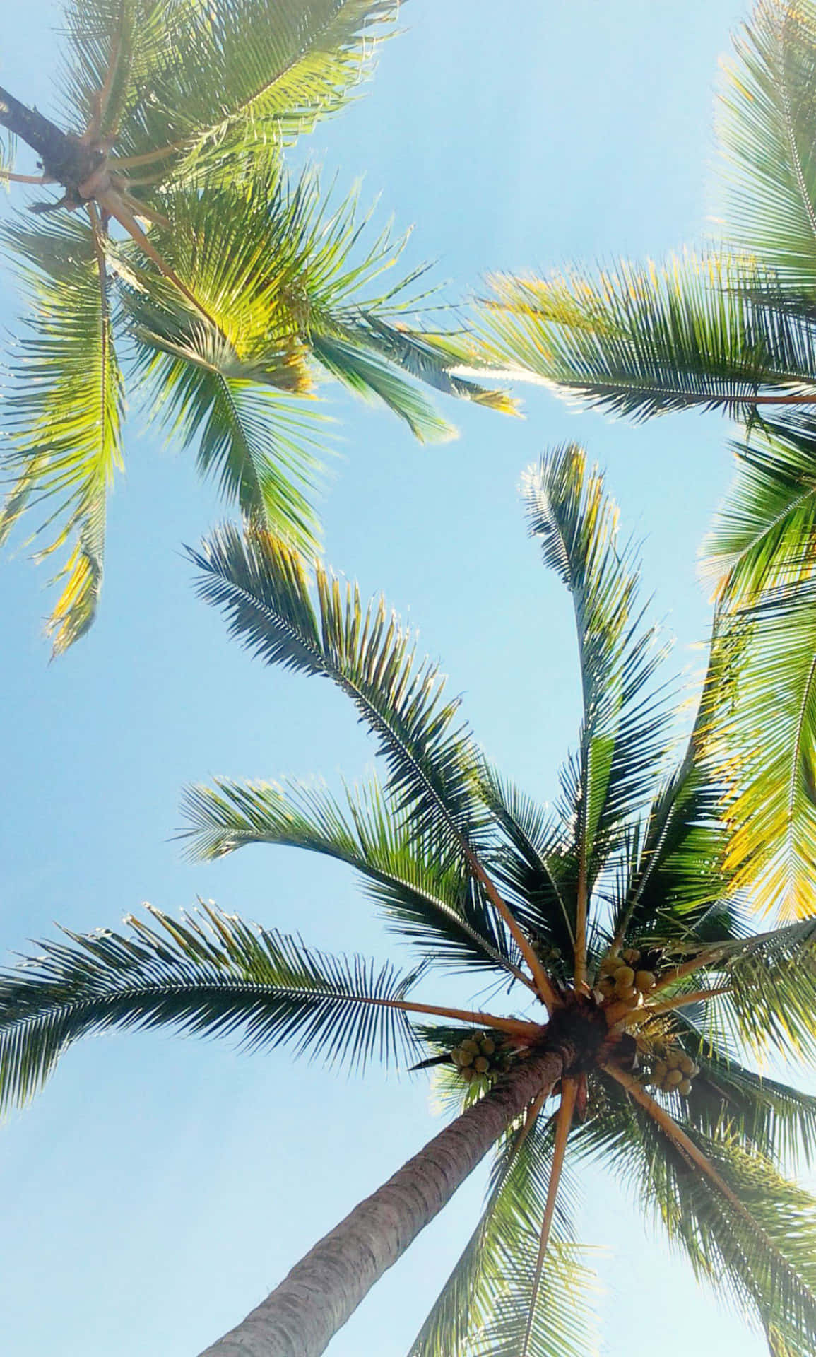 Smukke Palme Træer i Tropisk Vildmark Wallpaper