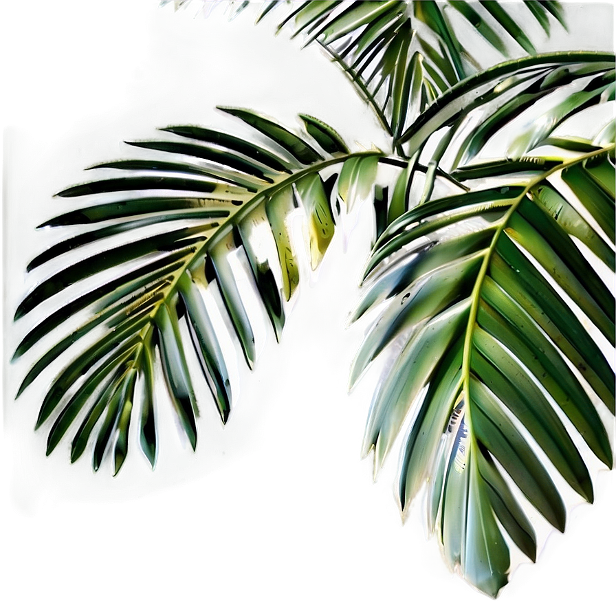Palm Tree Leaf Png Nhx88 PNG