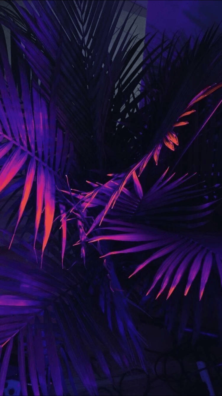 Caption: Exotic Midnight - Palm Tree Leaves Against Dark Purple and Black Sky Wallpaper