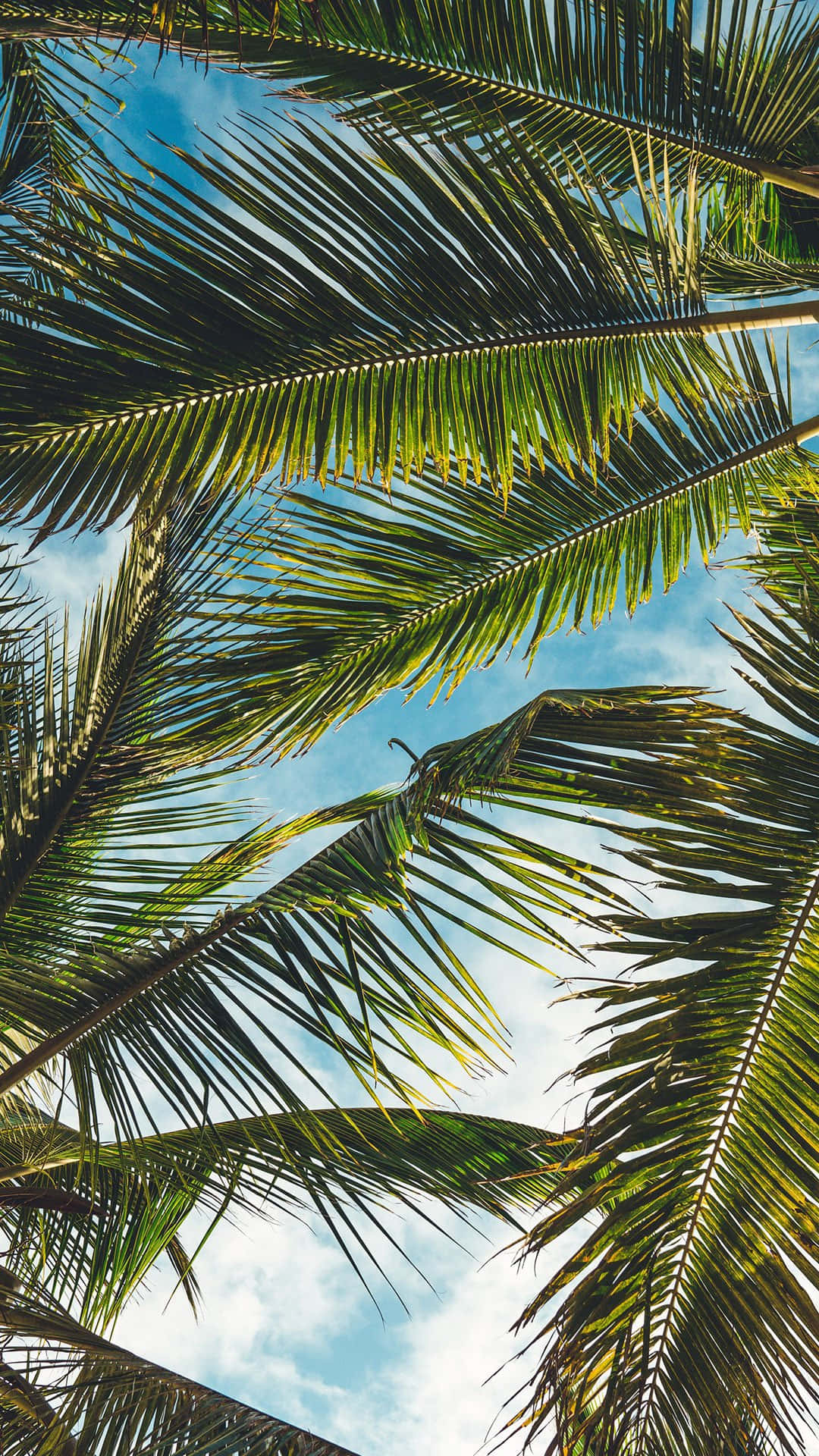 Palmeblade til Instagram historier Wallpaper