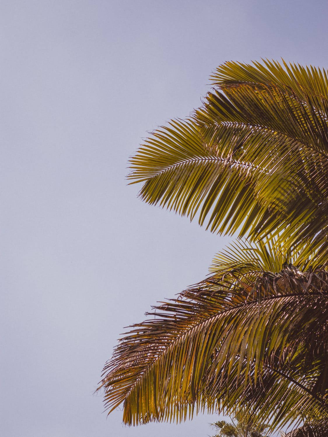 Palm Tree Leaves Iphone 11 Pro 4k Background