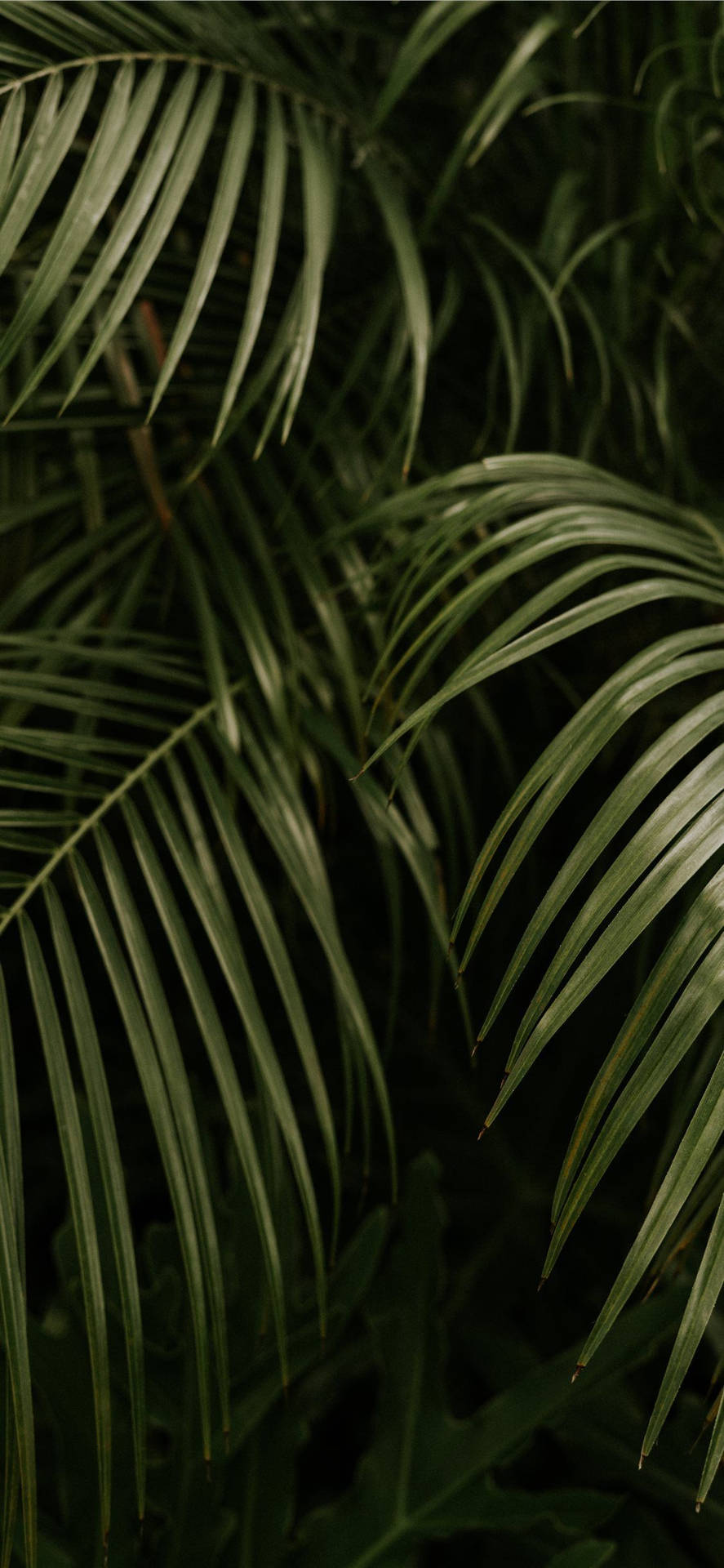 Palm Tree Leaves Iphone Wallpaper