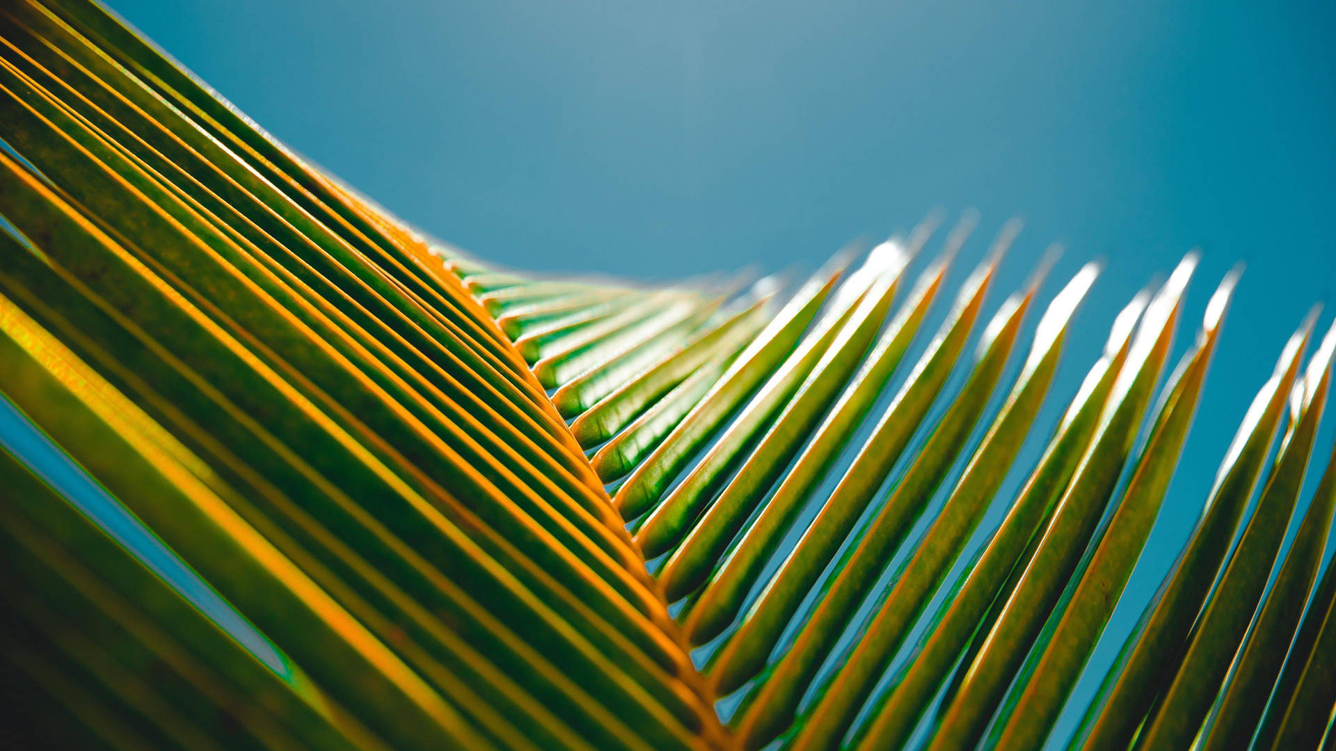 Palmblatthintergrundbild Für Das Macbook Pro In 4k. Wallpaper