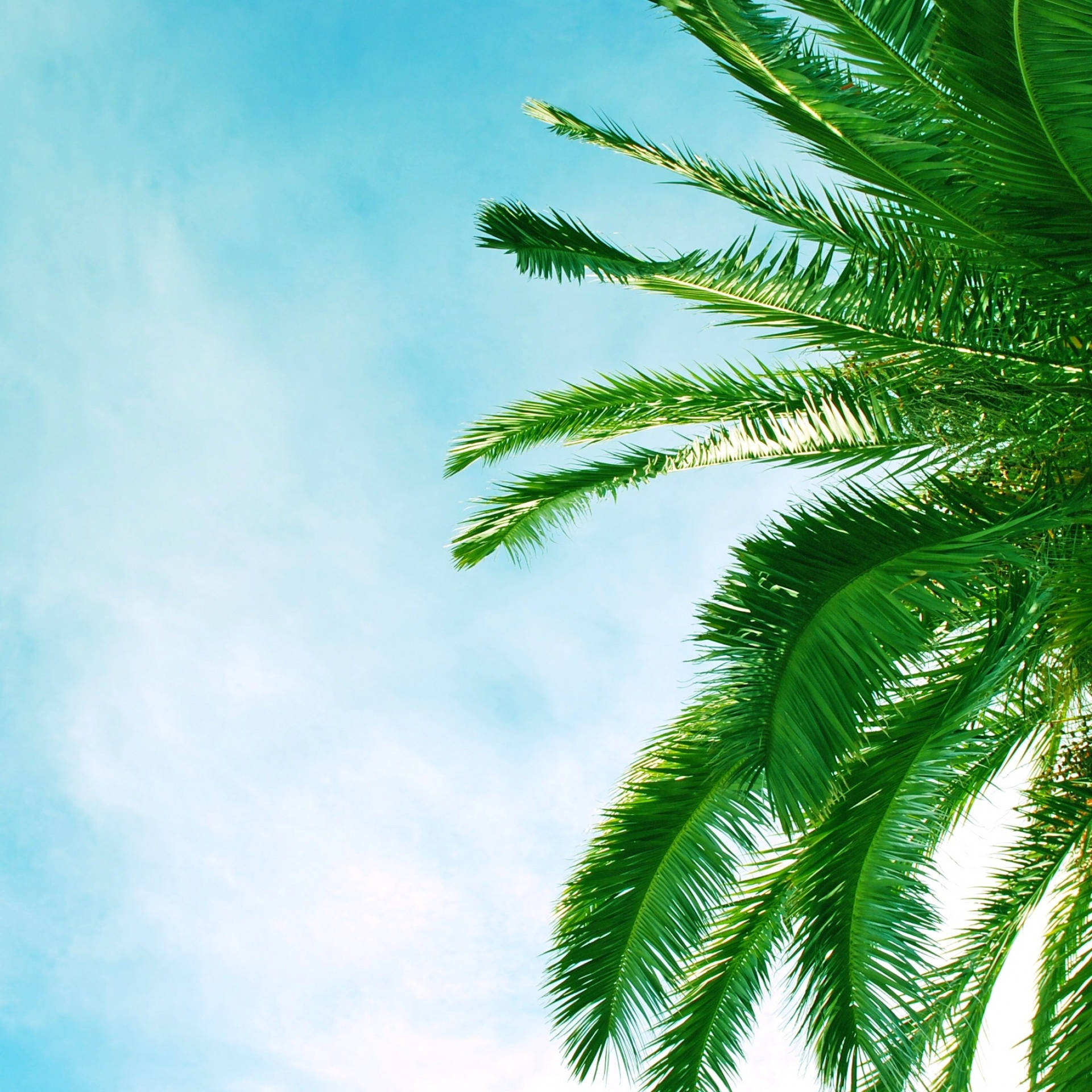 Palm Tree Leaves On Azure Sky Wallpaper