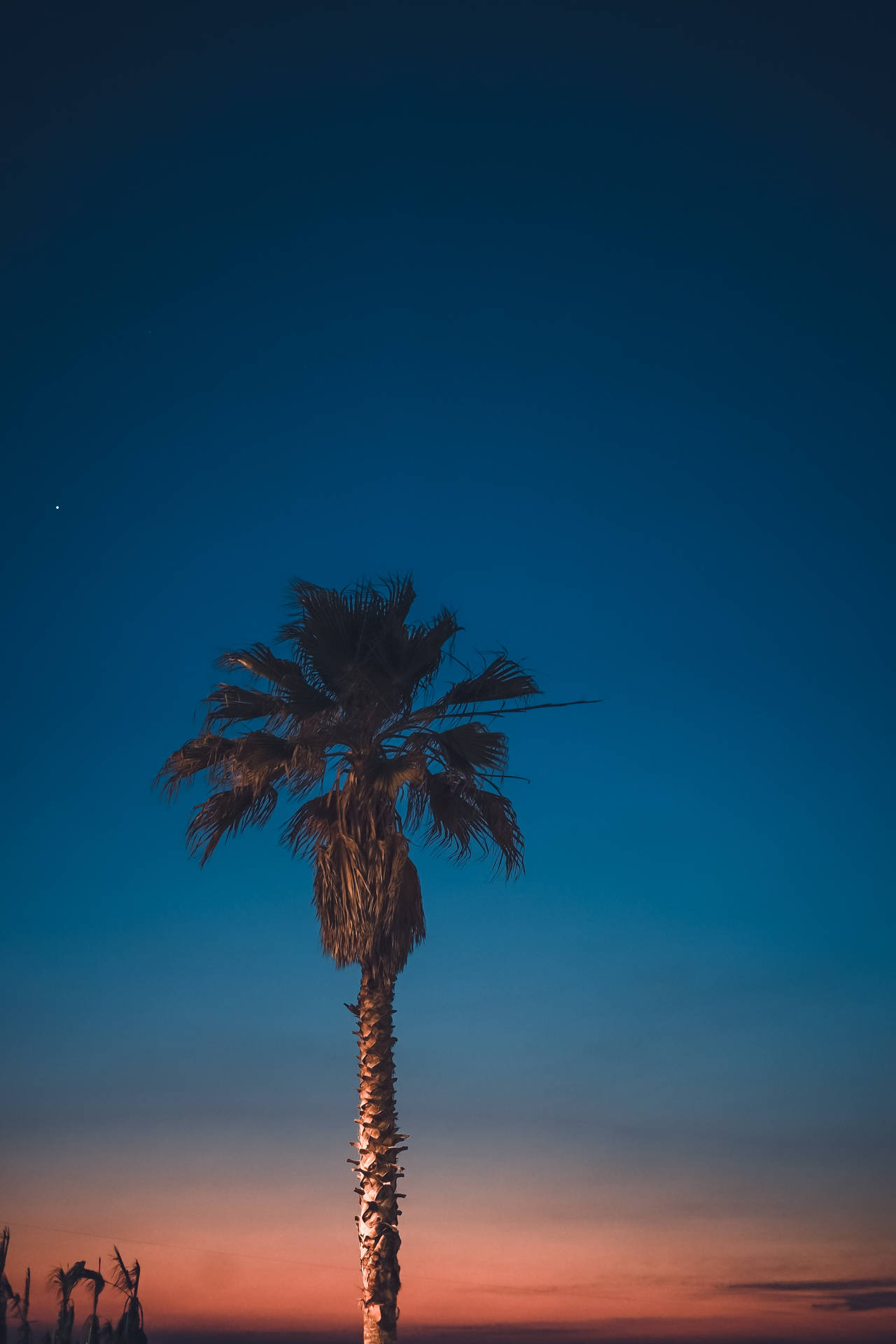 Palm Tree Ombre Sky