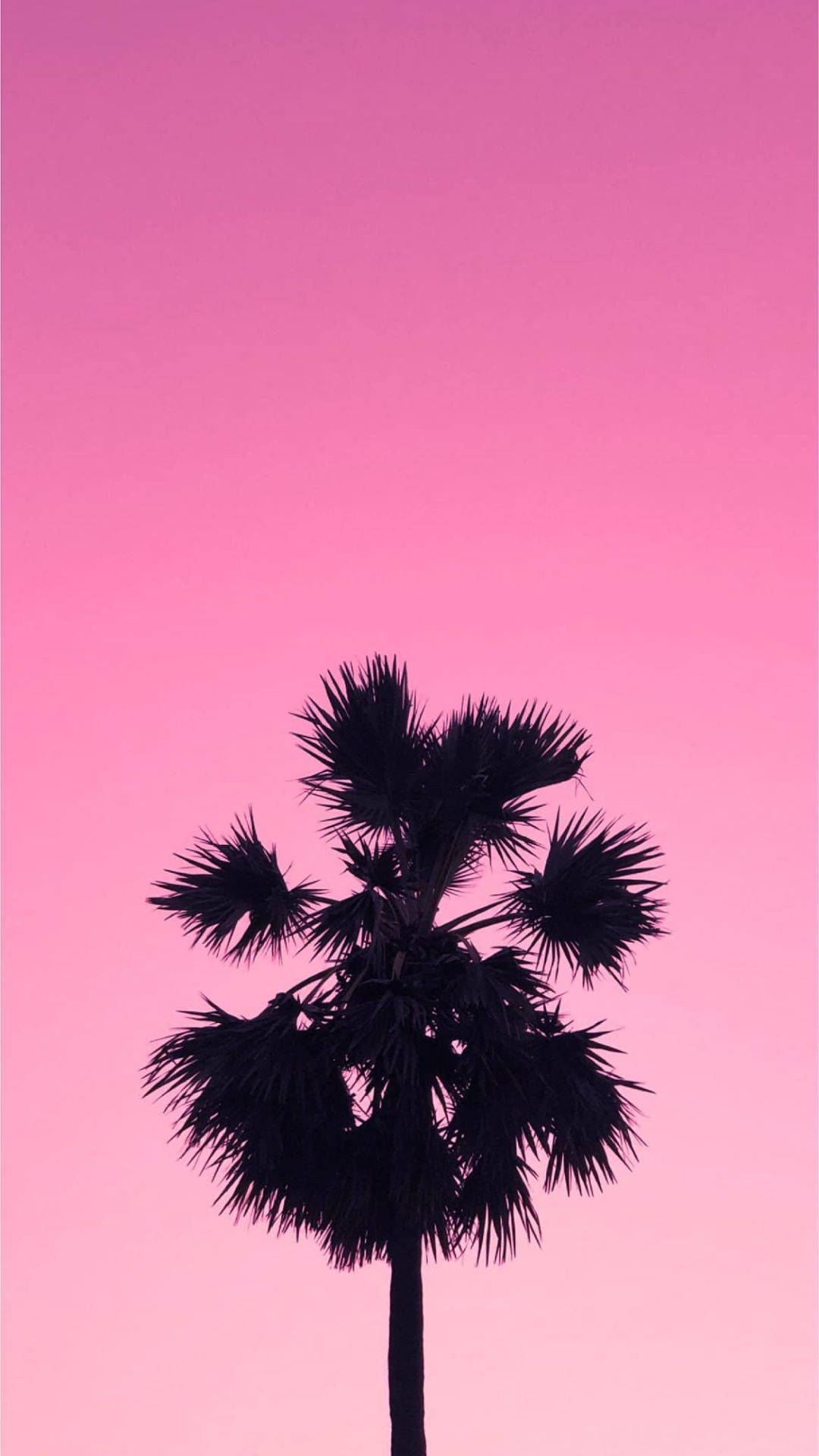 Palm Tree On Aesthetic Pink Sky Picture