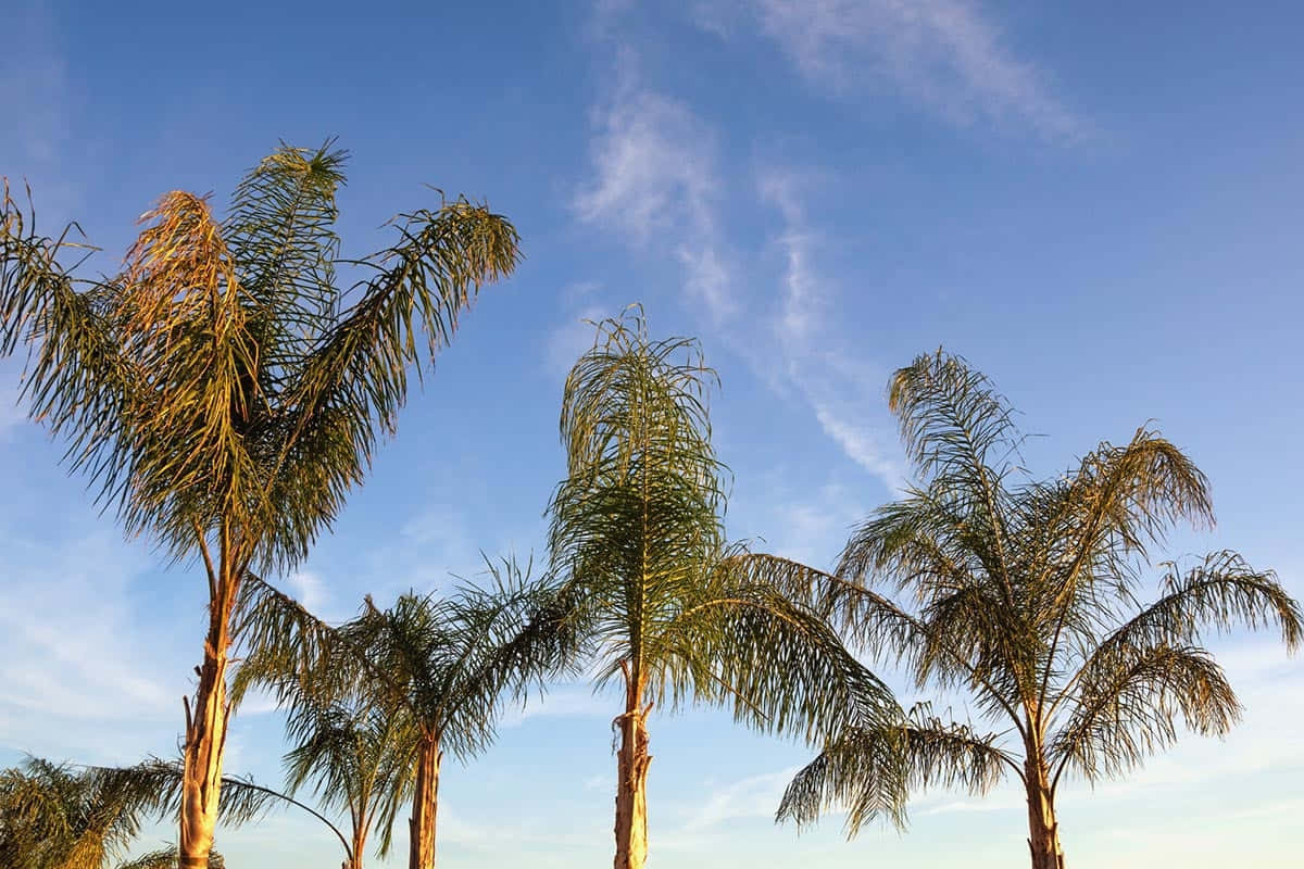 Nyd skønheden af palmerne langs stranden.