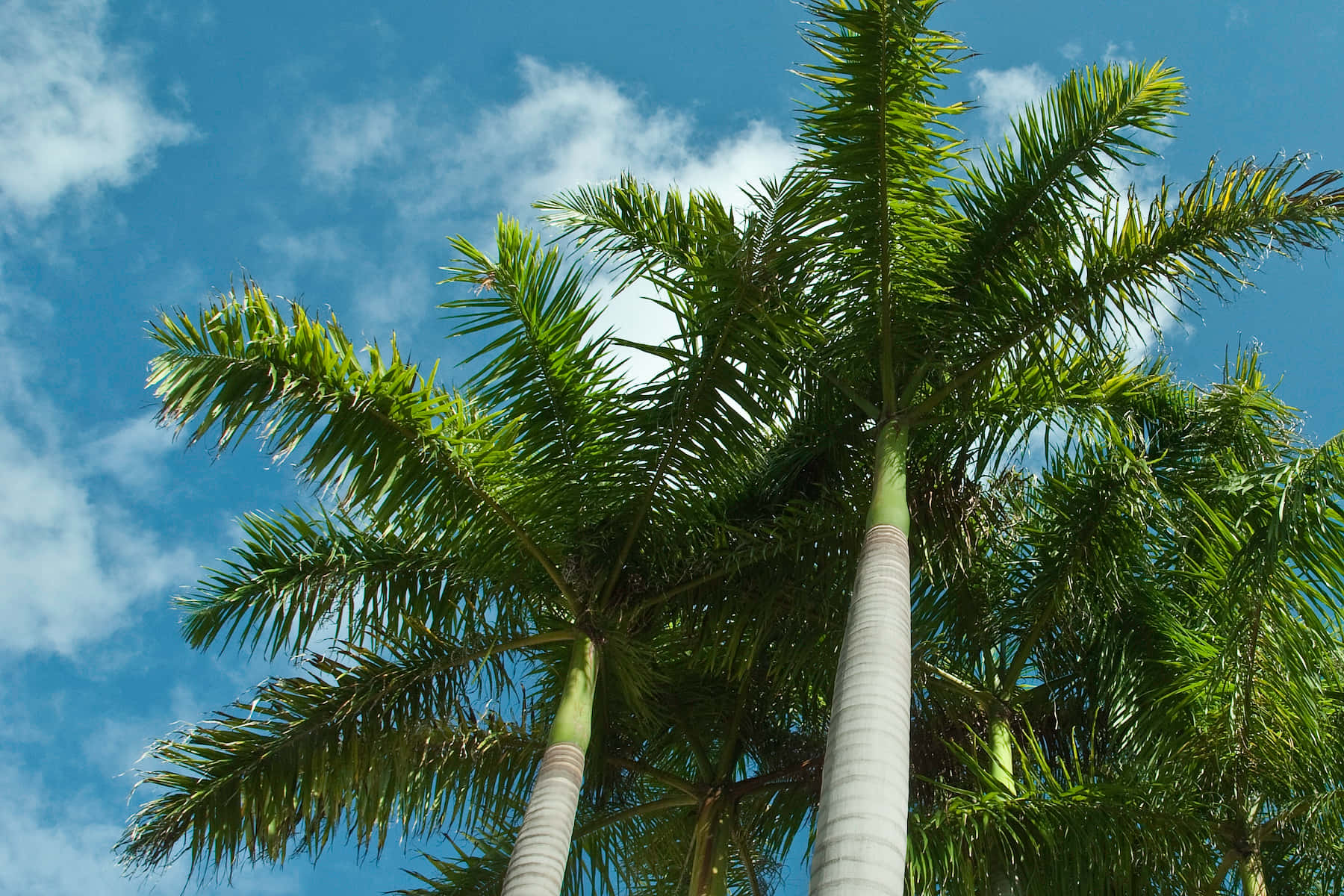 Einewunderschöne Palme Mit Blick Auf Einen Ruhigen Ozean.