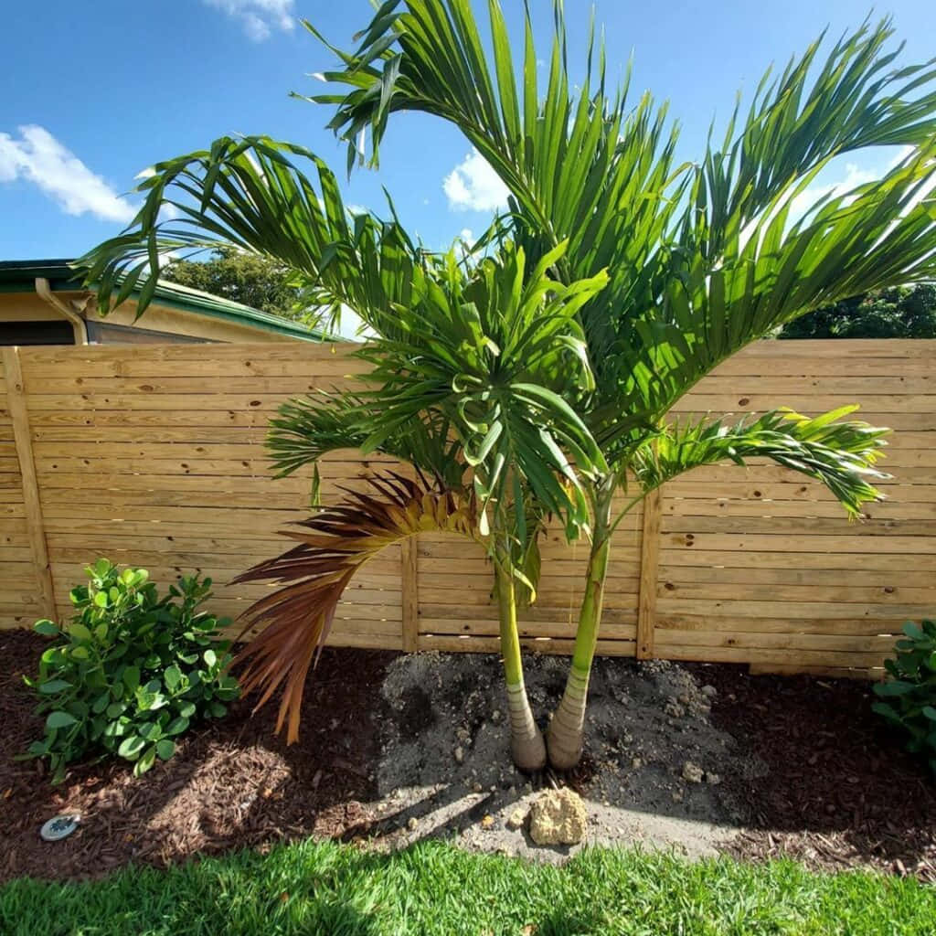 Billede tropiske palme træer mod et klart blå himmel