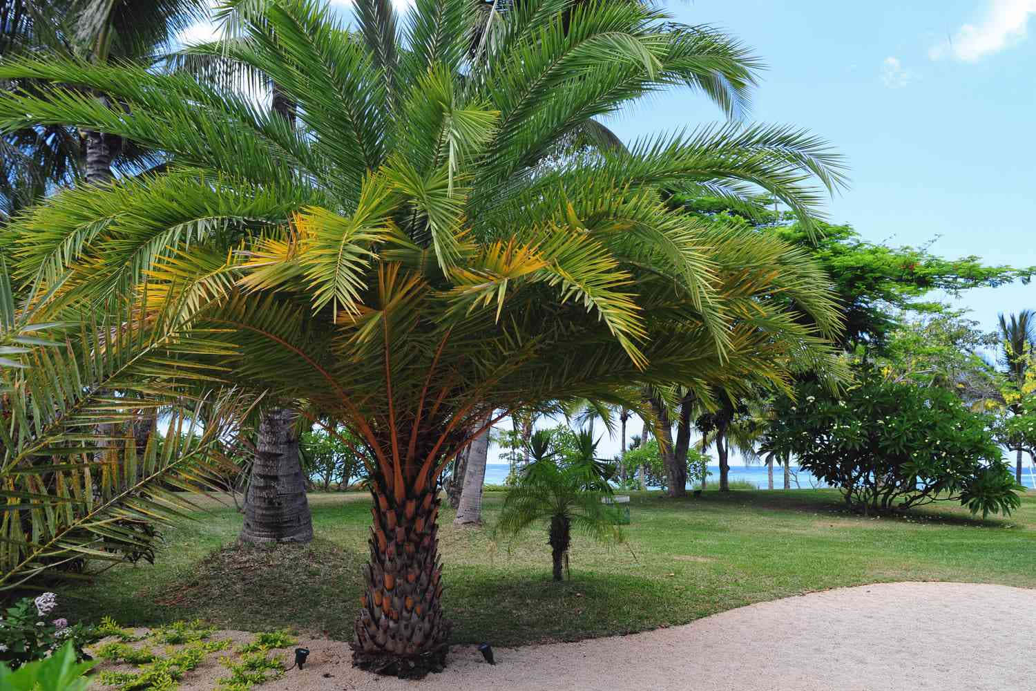 Sommardagar Tillbringade Med Avkoppling Nära En Kokos Fylld Palmträd.