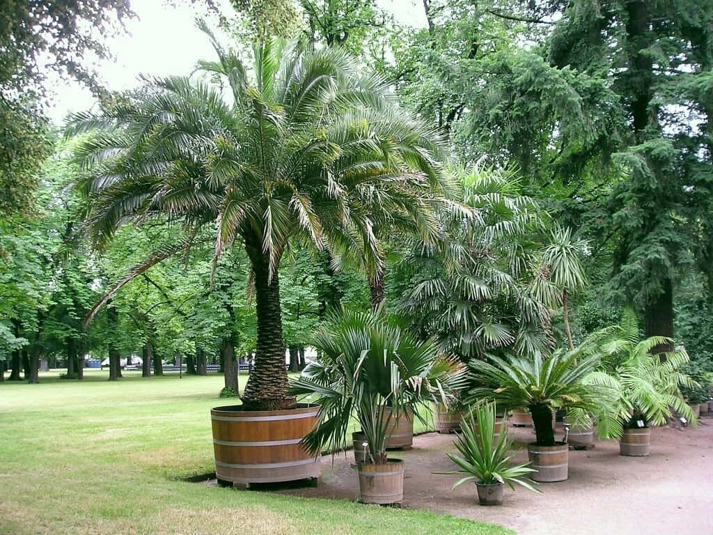 Image  Paradise Palm Trees