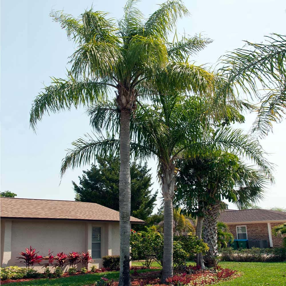 Den smukke silhuet af en palme sat mod baggrunden af en varm solopgang