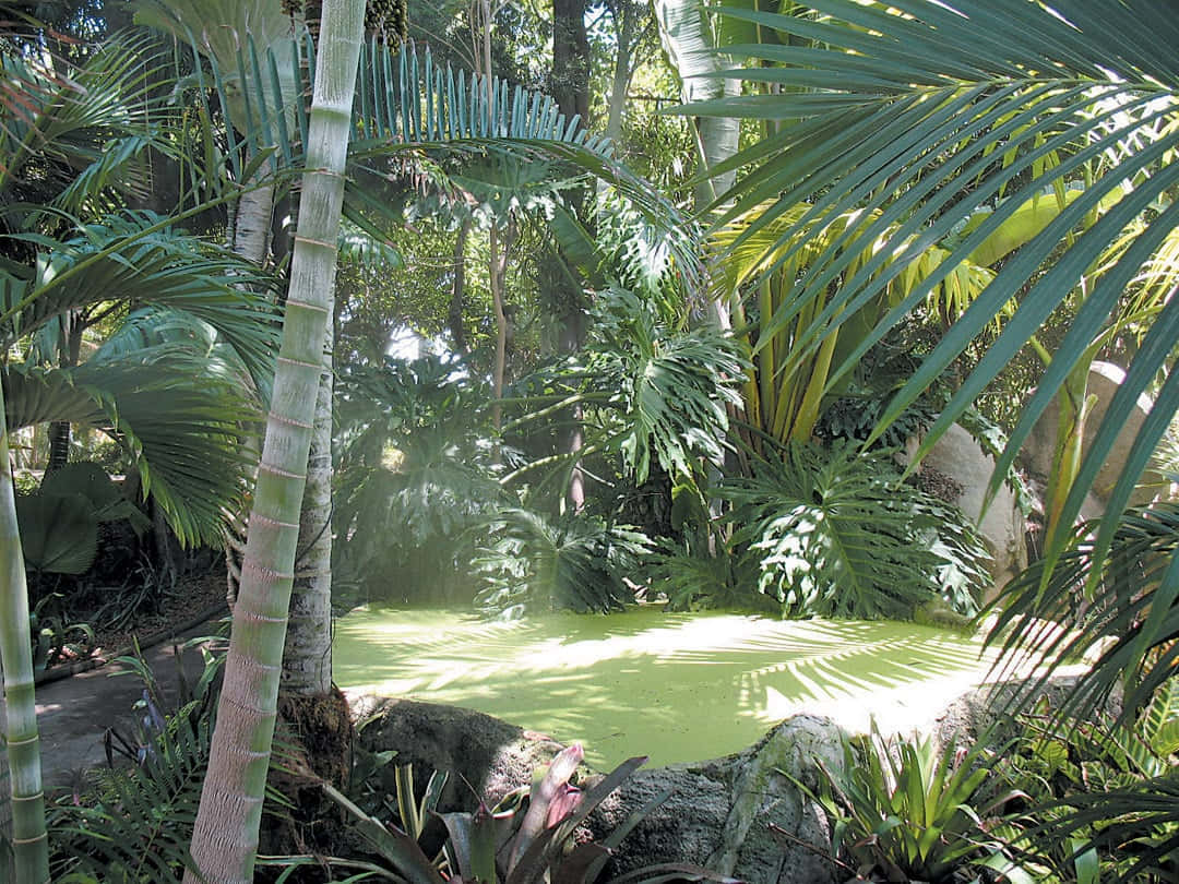 En grøn sø i en tropisk jungle