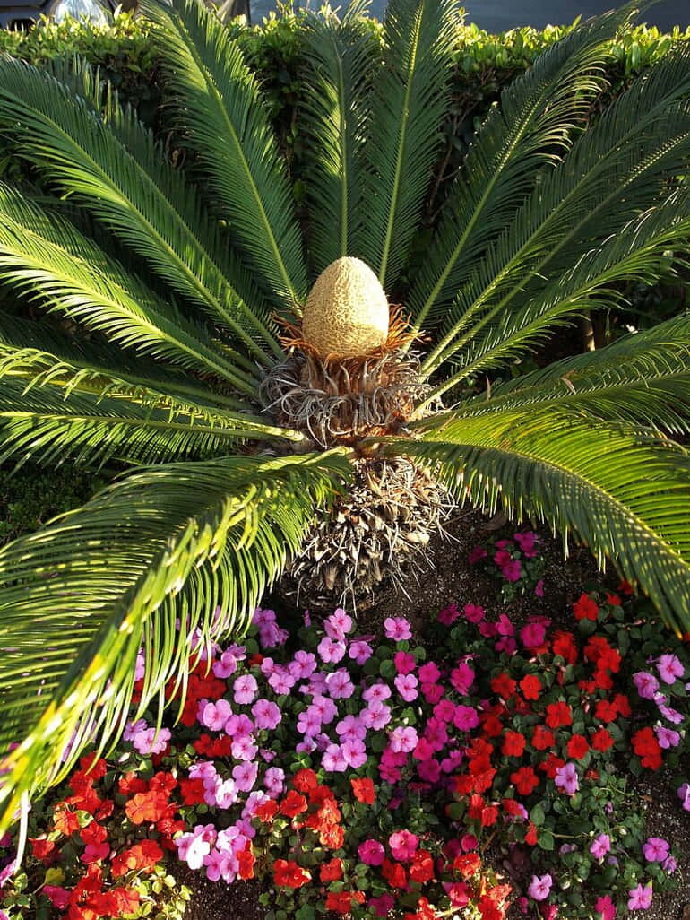 Eineschöne Palme, Die An Einem Klaren Tag In Der Sonne Badet.