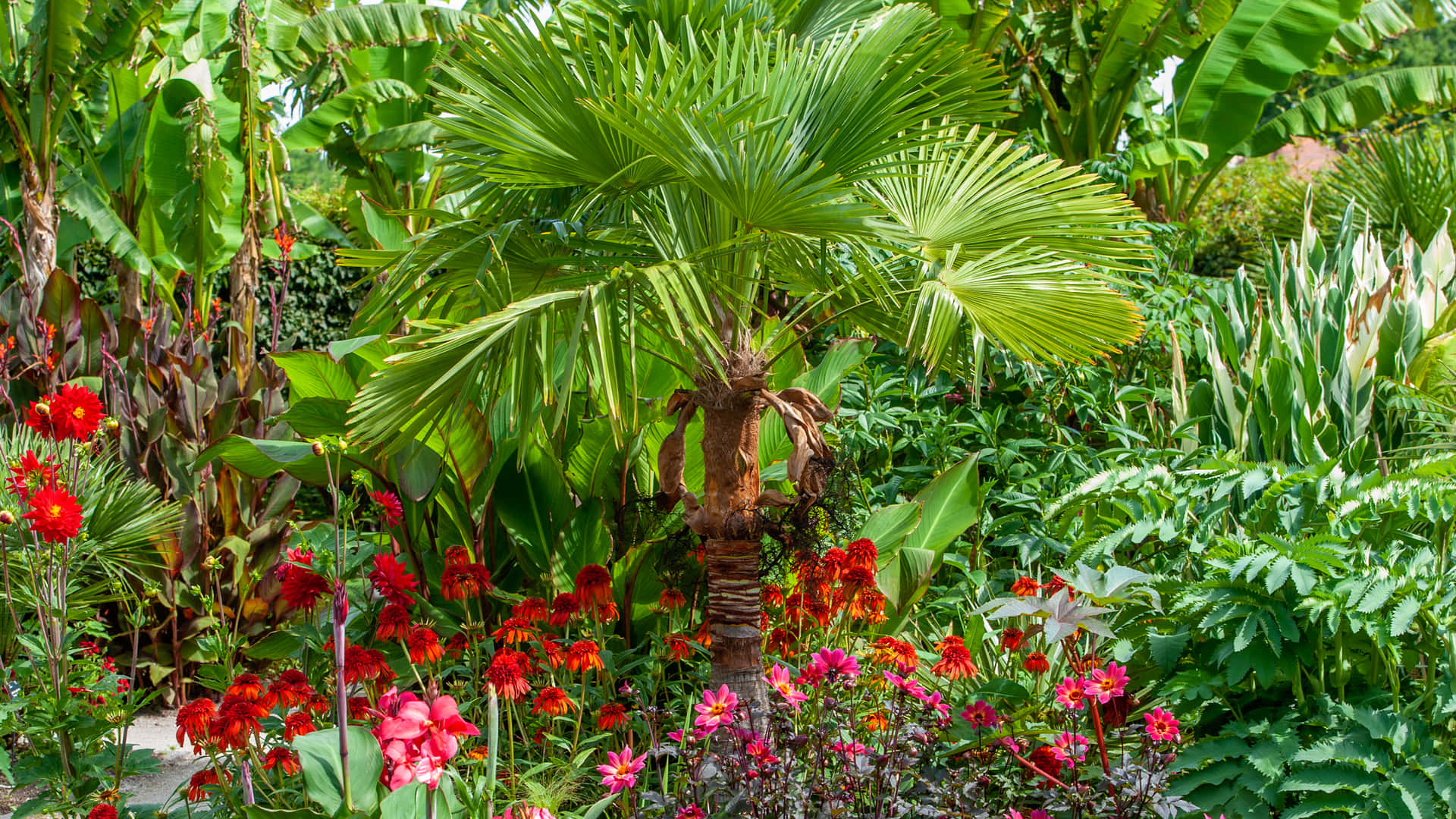 Et perfekt billede af en palme, der hilser solen velkommen