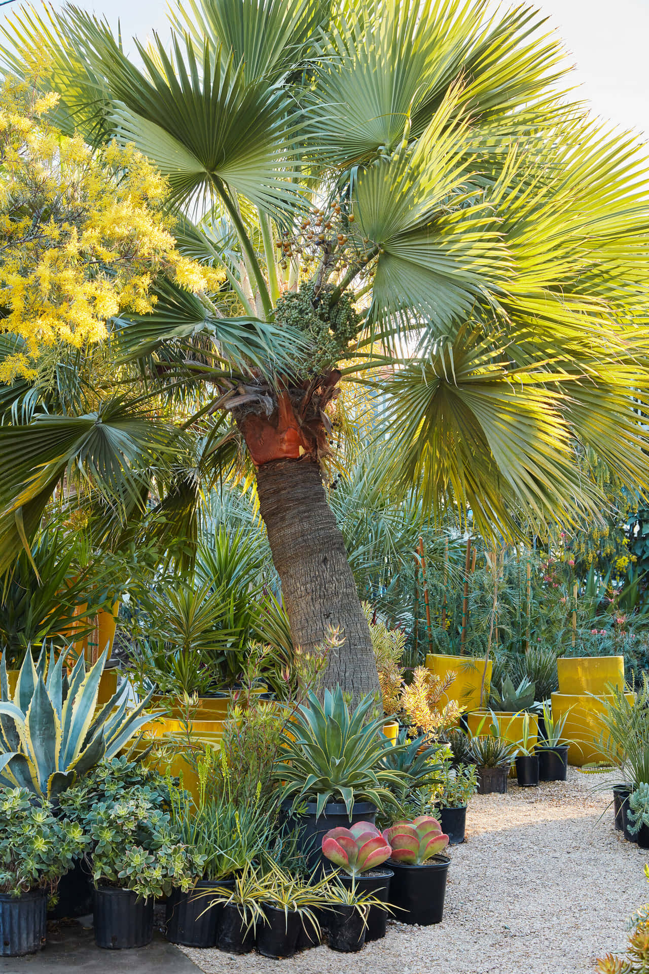 a palm tree in a garden