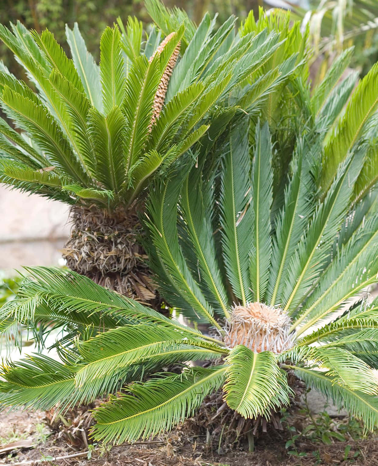 Palm Tree Billeder