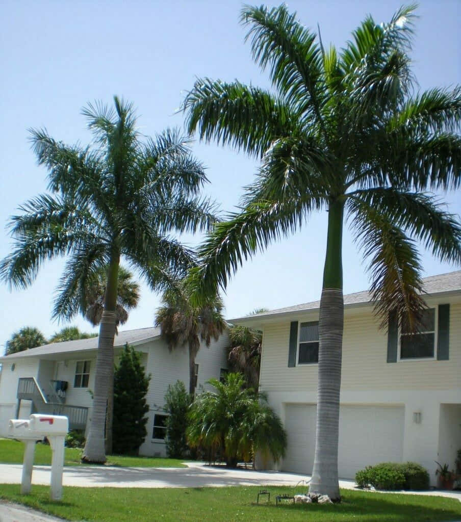 Palm Trees In Front Of A House