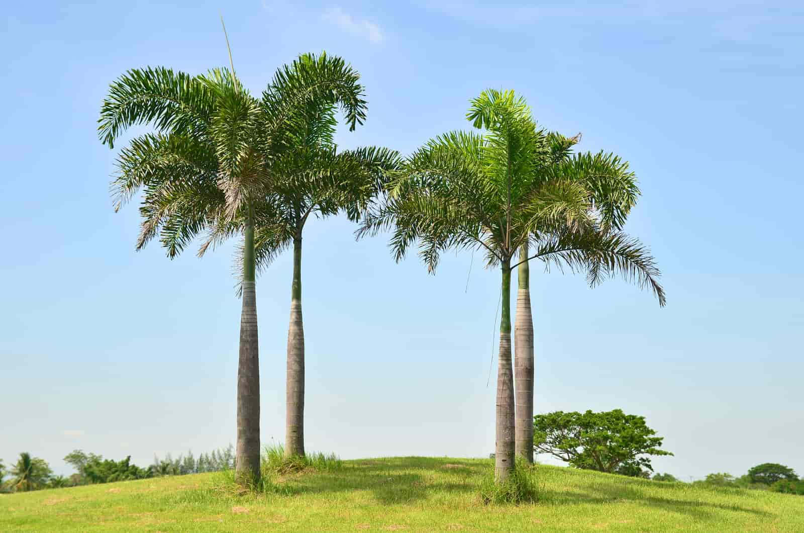 Et majestætisk palmetræ fanger skønheden af en tropisk strand.