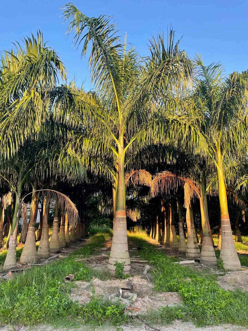 A Tropical oasis awaits you with these beautiful palm trees!