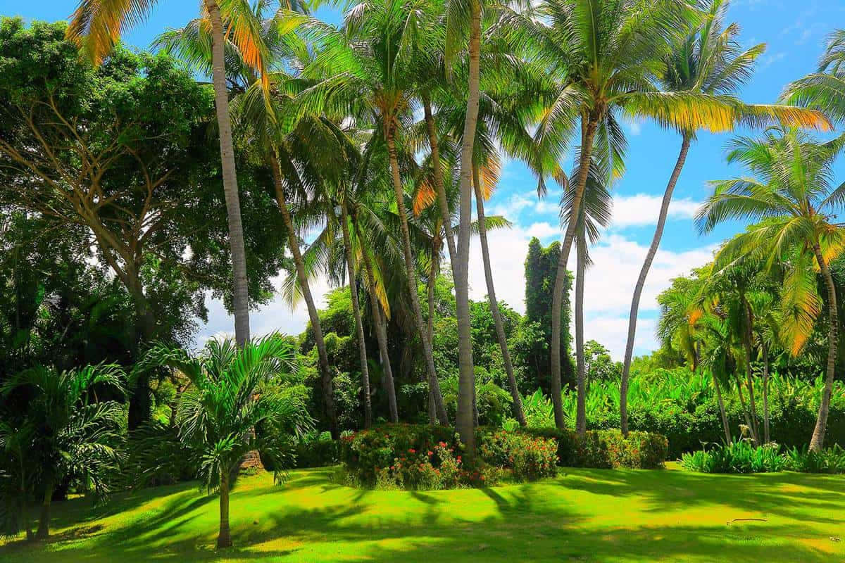 Tropical paradise - picture of lush green palm tree