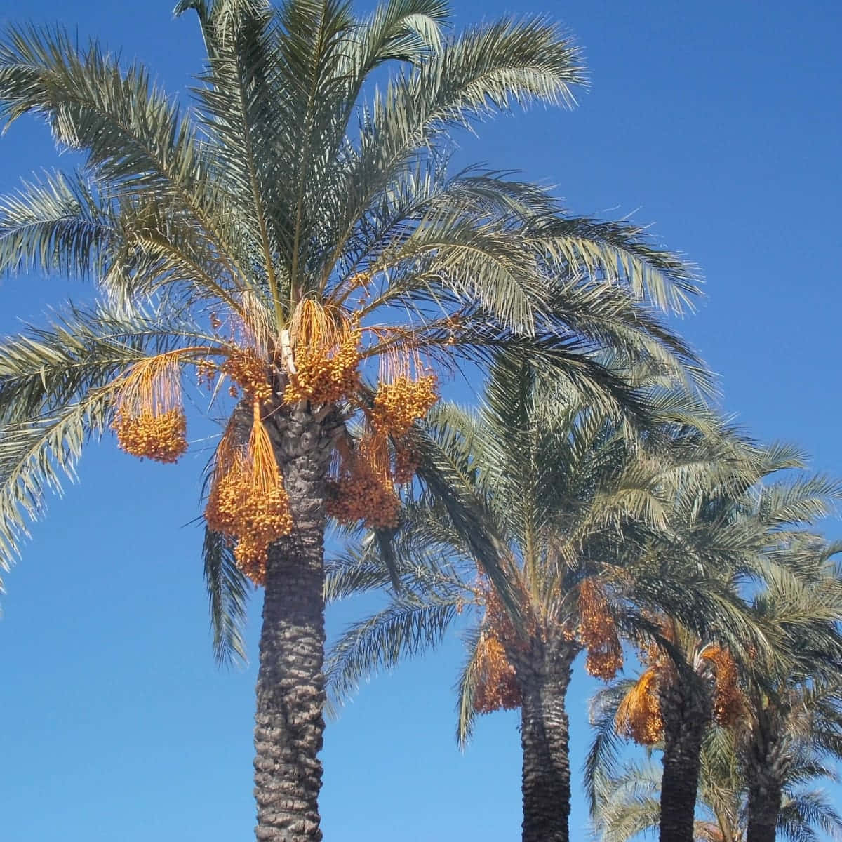 En tropisk paradis venter på denne idylliske strand, med et smukt palme træ silhuet mod en levende solnedgang.