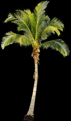Palm Tree Png, Palm Trees, Tree Psd, Painting Trees, - Palm Tree Transparent Png PNG