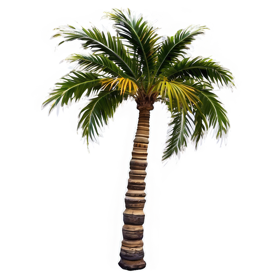 Palm Tree Reflection Png 88 PNG
