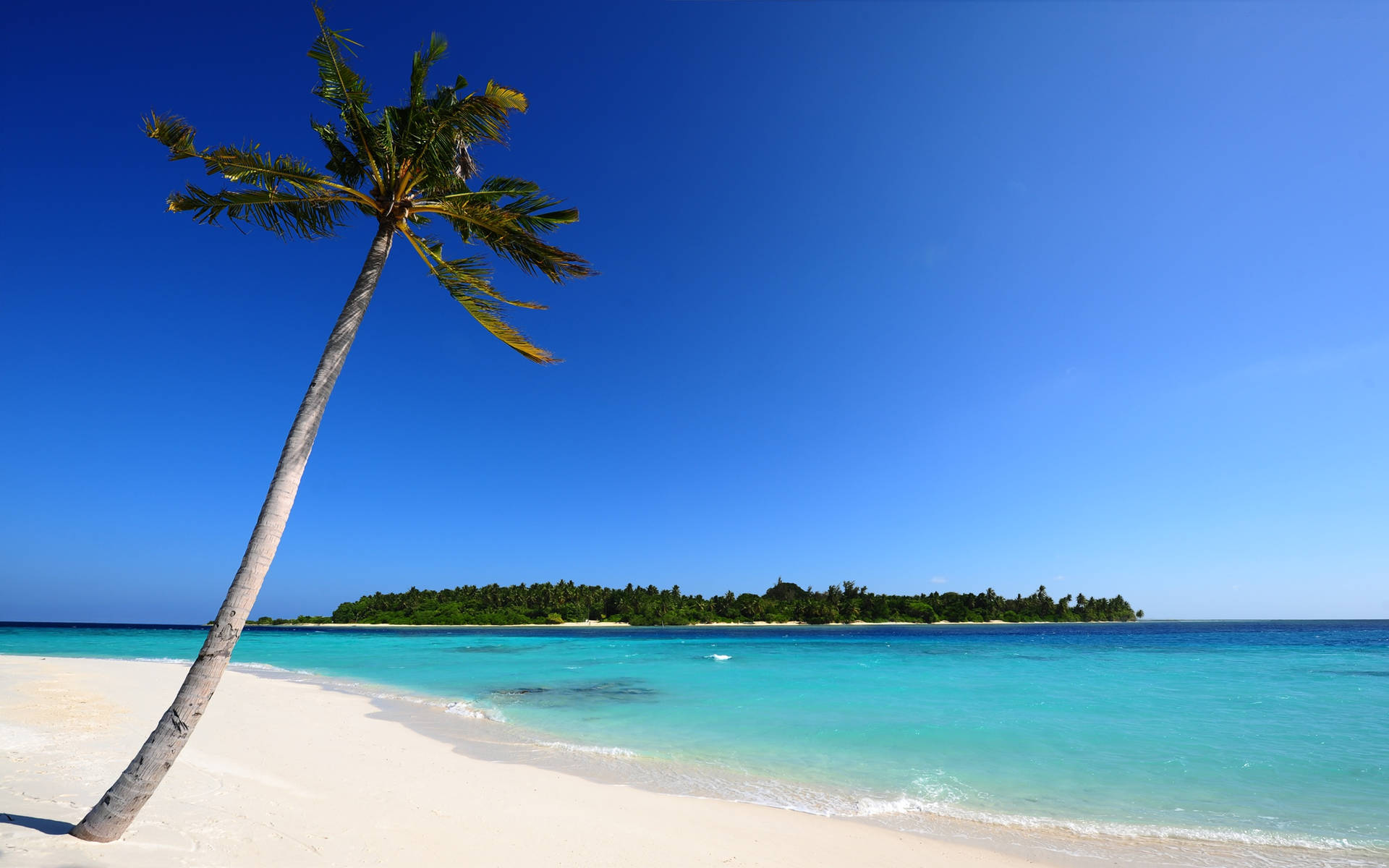 Palm Tree Sand Beach Desktop Picture