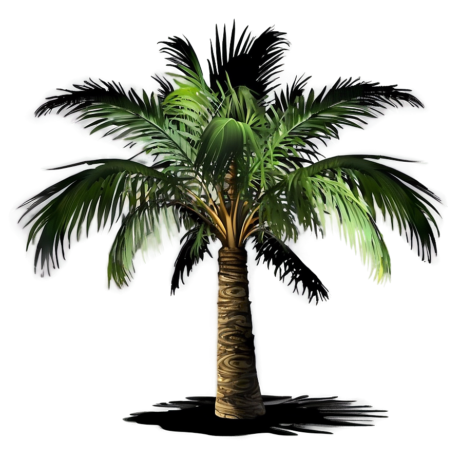 Palm Tree Shadow Png Hwj5 PNG