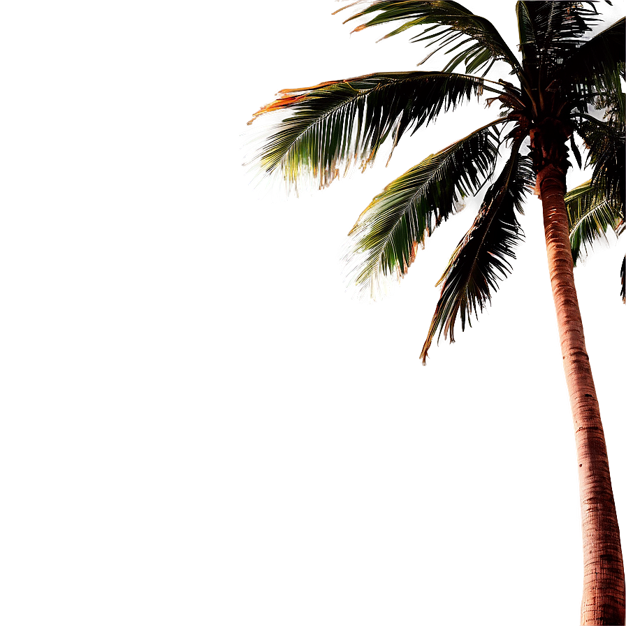 Palm Tree Sunset Background Png Xbs90 PNG