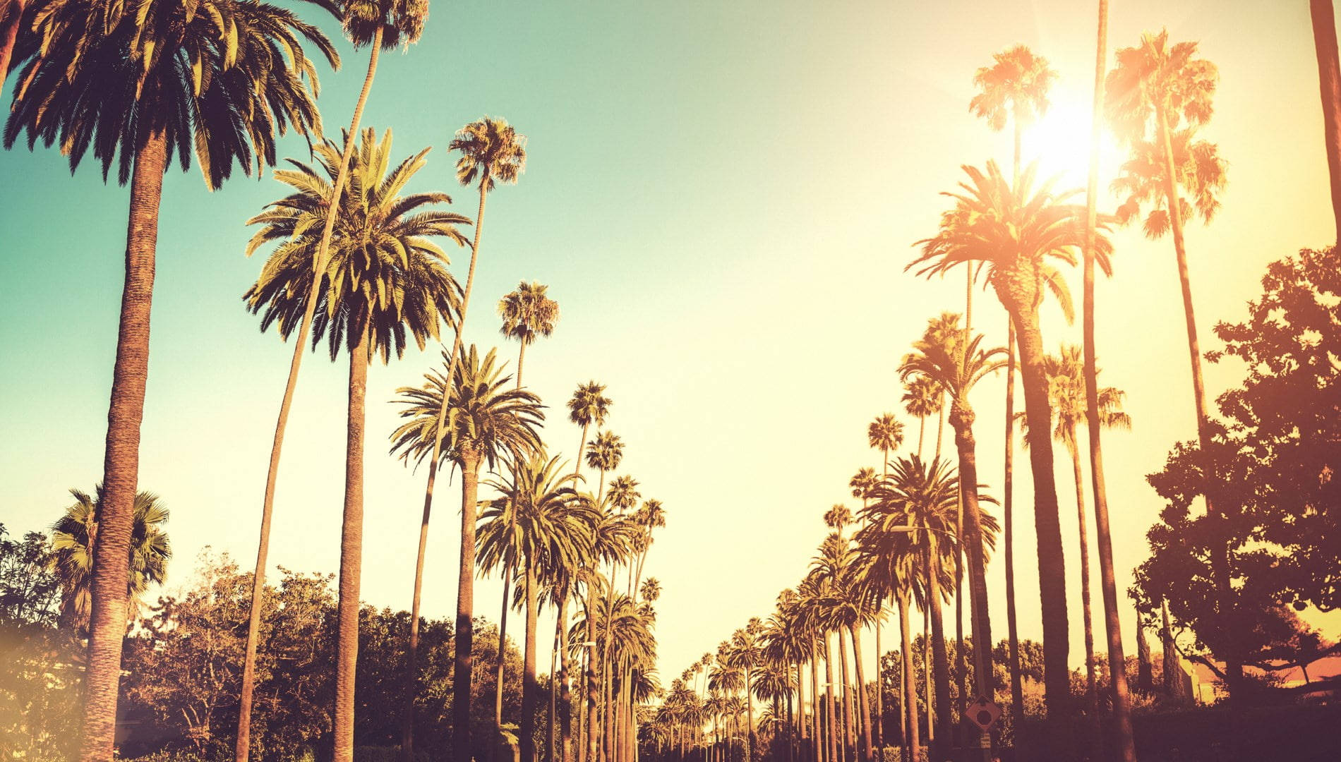 Palm Tree Sunset Beverly Hills  Wallpaper