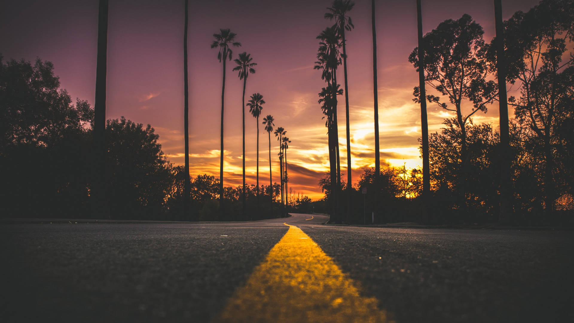 Palm Tree Sunset California