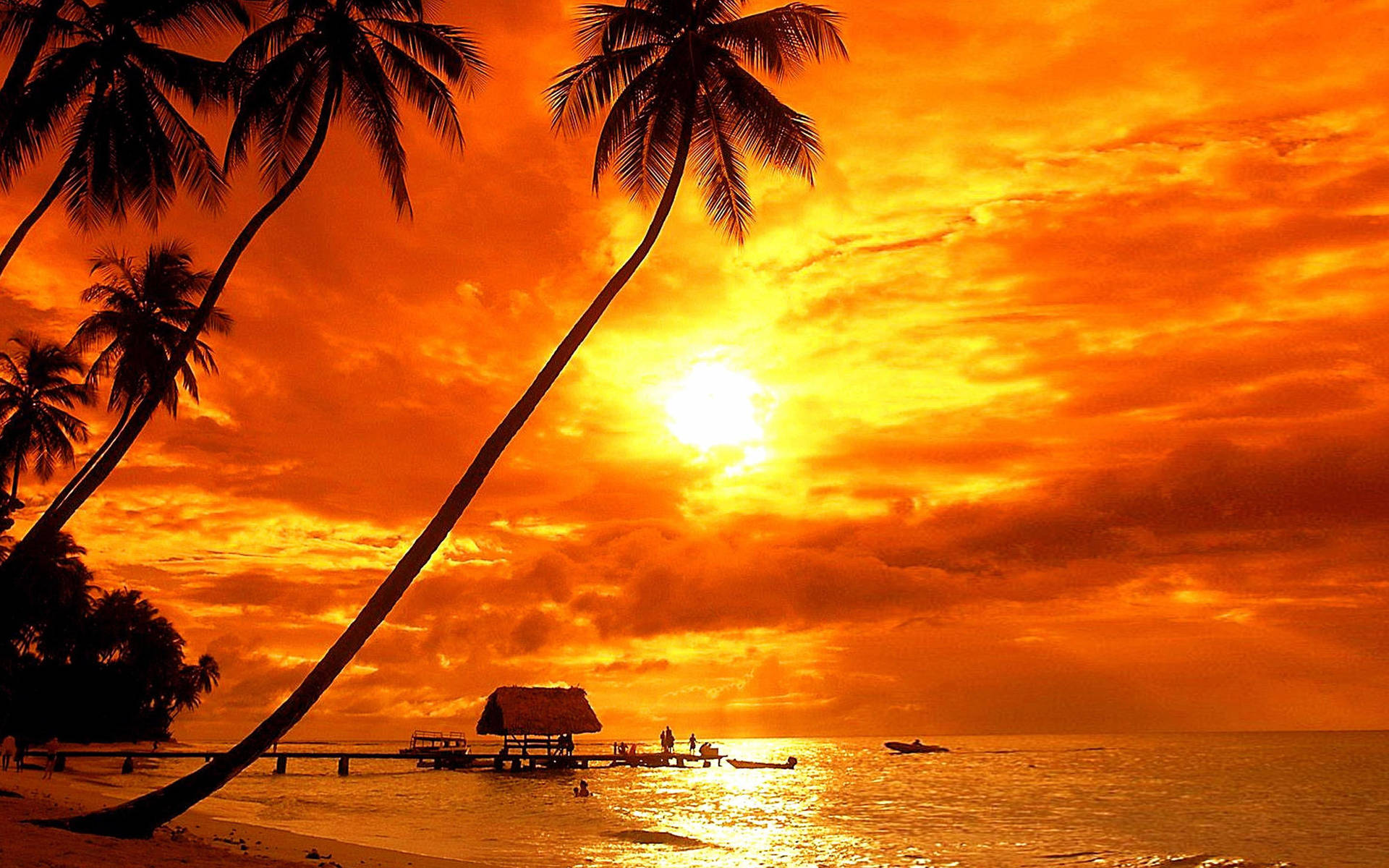 Palm Tree Sunset Island  Wallpaper