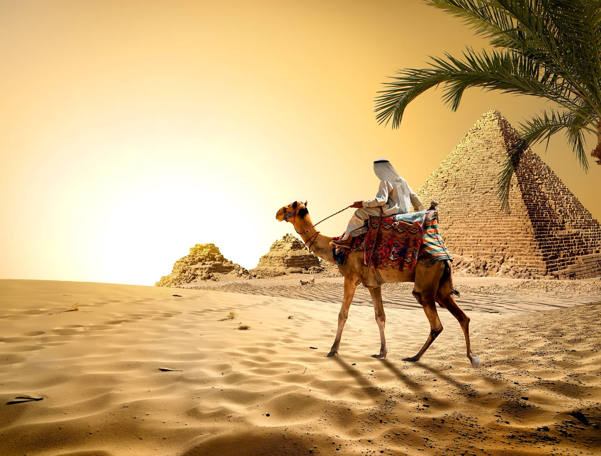 Palm Tree Sunset Man Camel  Wallpaper