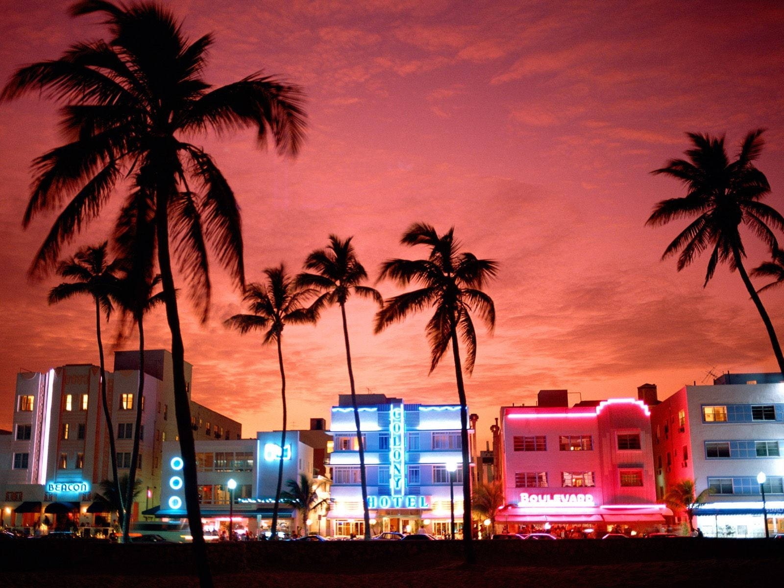 Palm Tree Sunset Miami