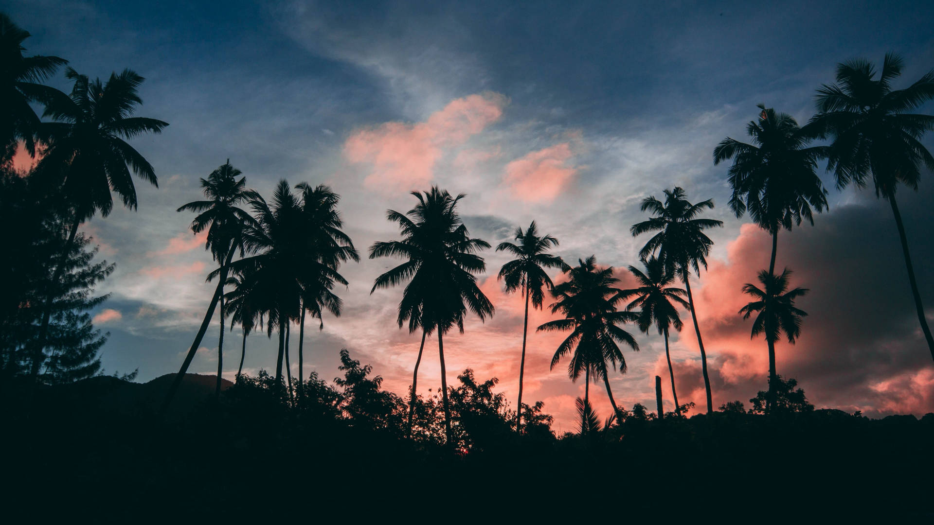 Palm Tree Sunset Tropical  Wallpaper